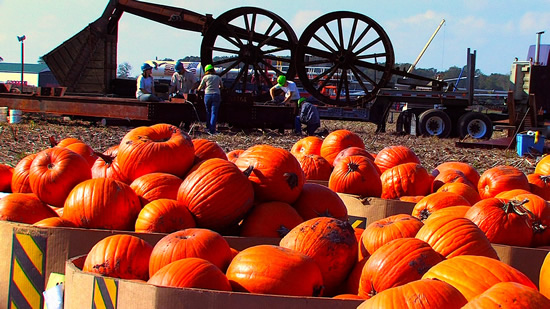 Pumpkins at the Festival