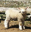 Sheep Shearing