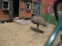 Animals to pet behind the Paper Co.