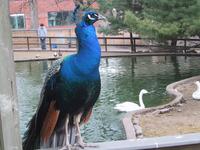 Peacock at Beardsley Zoo near Bridgeport