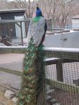 Peacock at Beardsley Zoo