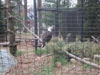 Eagle at Beardsley Zoo