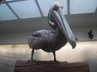 Pelican at Audubon