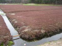 Cranberry Bog, Sharon