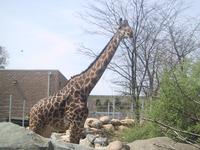 Giraffe at Roger Williams Zoo