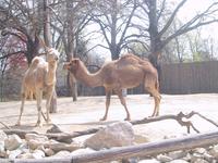 Camels at the Zoo