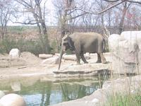 Elephant at the Zoo