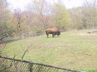 Bison at the Zoo