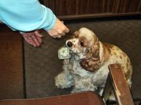 Honey the Money Dog getting her treat