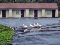 Ducks at the Super 8, Joppa