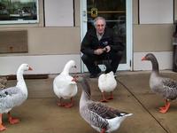 Stan Interacting with the ducks, Super 8 Motel