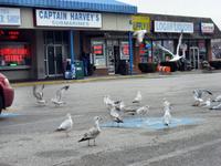 Seagulls love Captain Harvey\'s Subs
