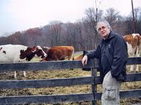 Cows at Oxon Hill Farm