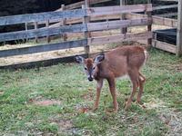 Fawn at Oxon Hill Farm