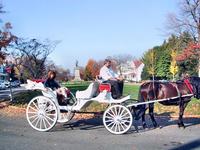 Buggy ride in Fredericksburg