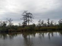 On the Darien River