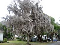 Spanish Moss on a tree, Darien