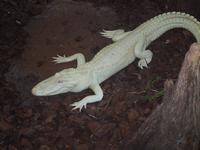 At the Alligator Farm, St Augustine