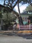 The Love Tree, downtown St Augustine