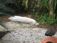 Birds at the Fountain of Youth, St Augustine