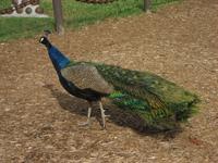 Peacock at the Fountain of Youth, St Augustine