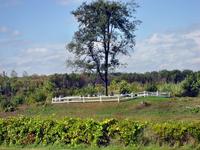 Cemetery beside I-87 near Central Ave Exit 2