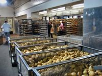 Bins of fresh rolls, Rockland Bakery