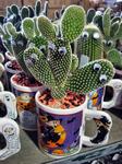 Cups of cactus at Stew Leonard\'s